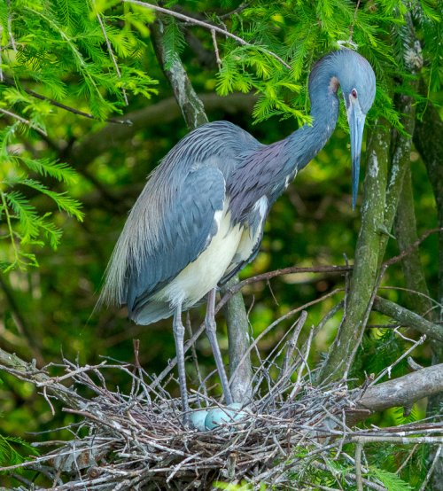 Tricolored Heron