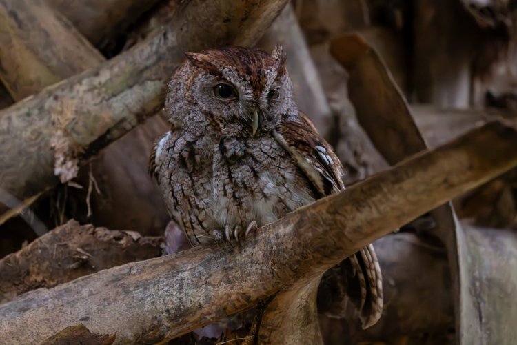 Eastern Screech Owl - Green Cay Nature Reserve, Florida