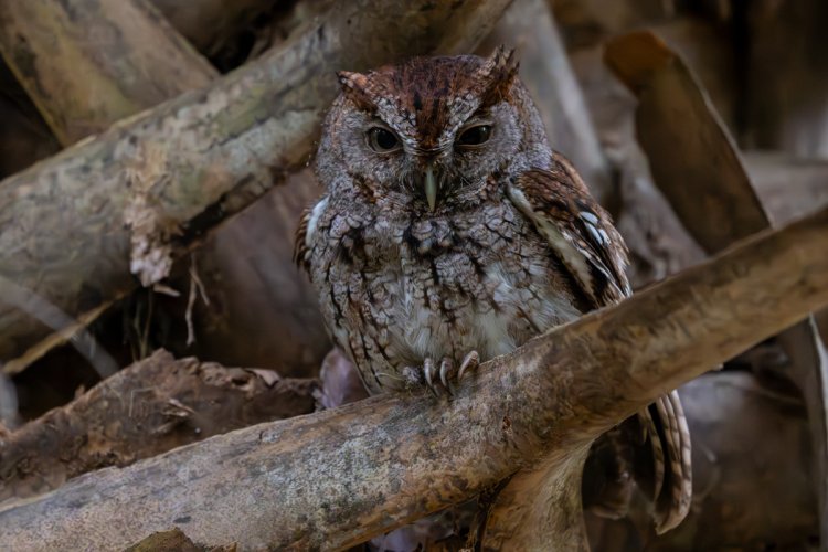 Eastern Screech Owl - Green Cay Nature Reserve, Florida