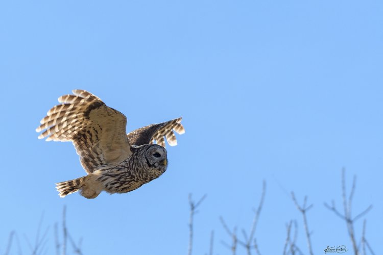 Barred Owl 1024.jpg