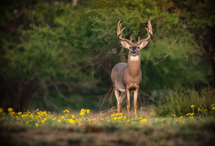 OK, I will repost this as I accidentally deleted it.  Whitetail Buck.