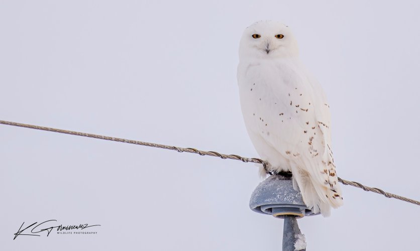 Snowy owl set