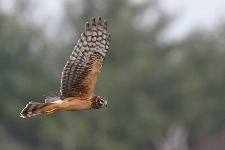 Northern Harrier