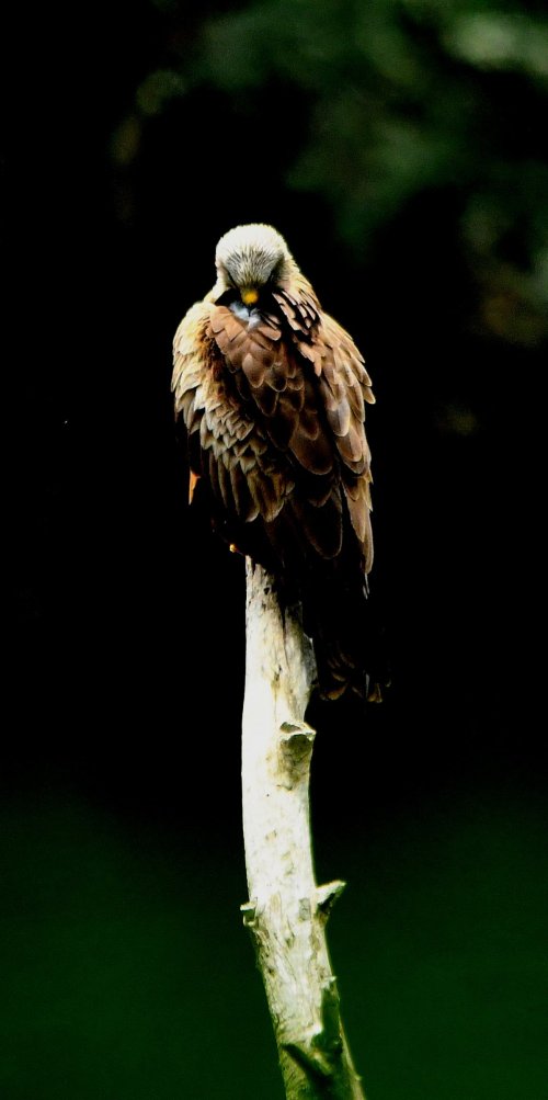 A Red Kite waits out the storm.