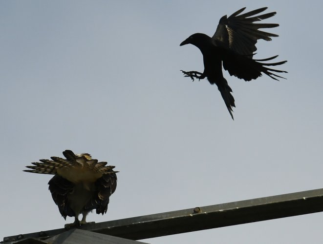 Blackbird harassing an Osprey, atop a transmission tower ... they do it for the fun of it.
