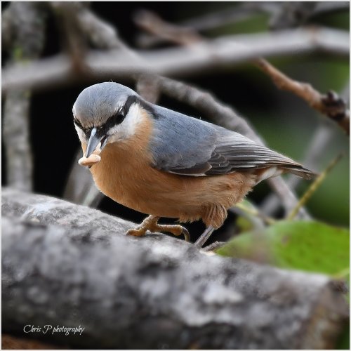 Our Nuthatch.