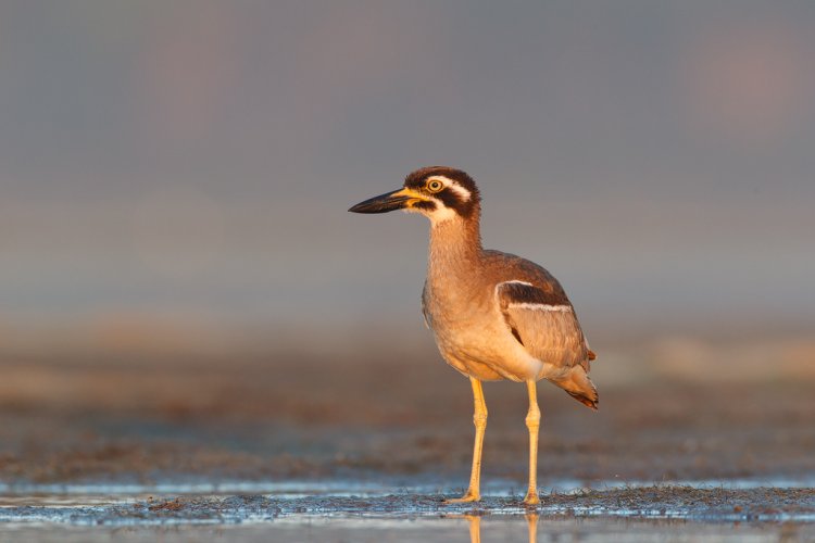 Aussie waders