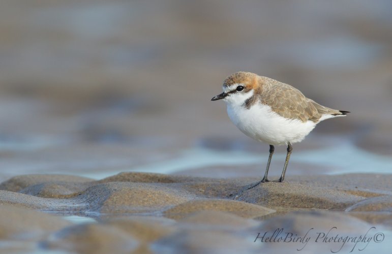 Aussie waders