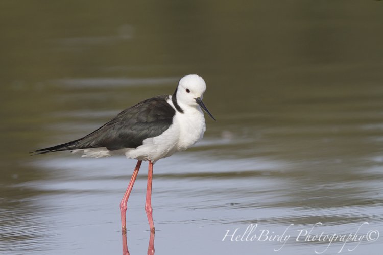 Aussie waders