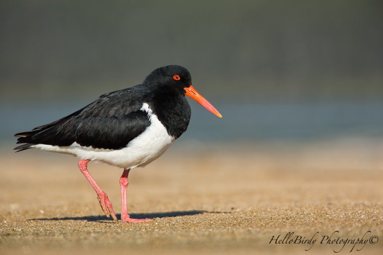 Aussie waders