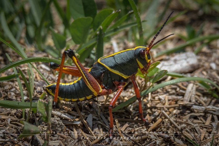 Grasshopper Black.jpg