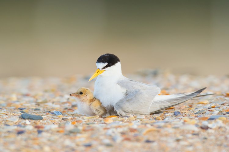 little tern and chick