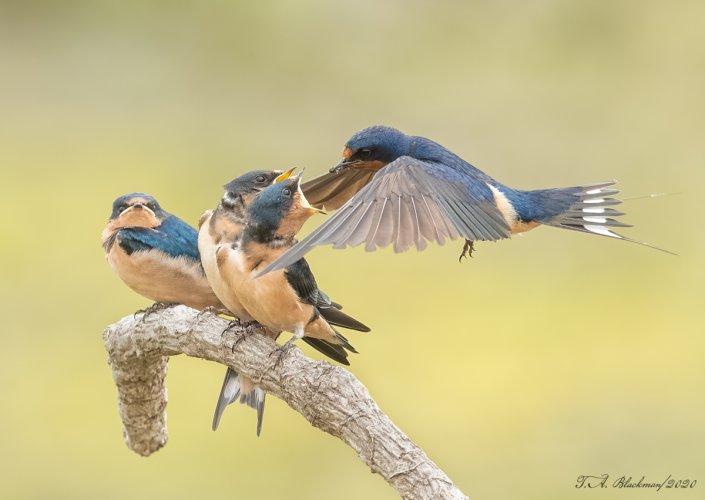 Barn Swallow feeding young