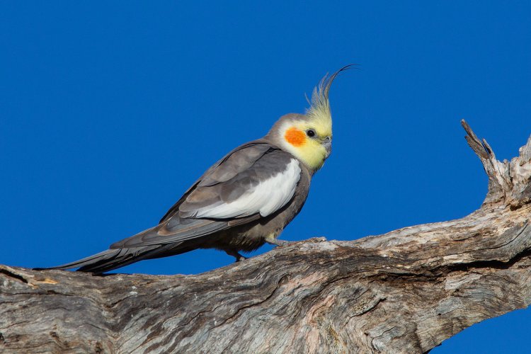 wild cockatiels