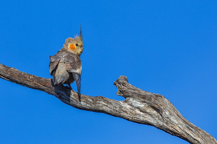 wild cockatiels