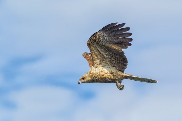 Raptors of the world