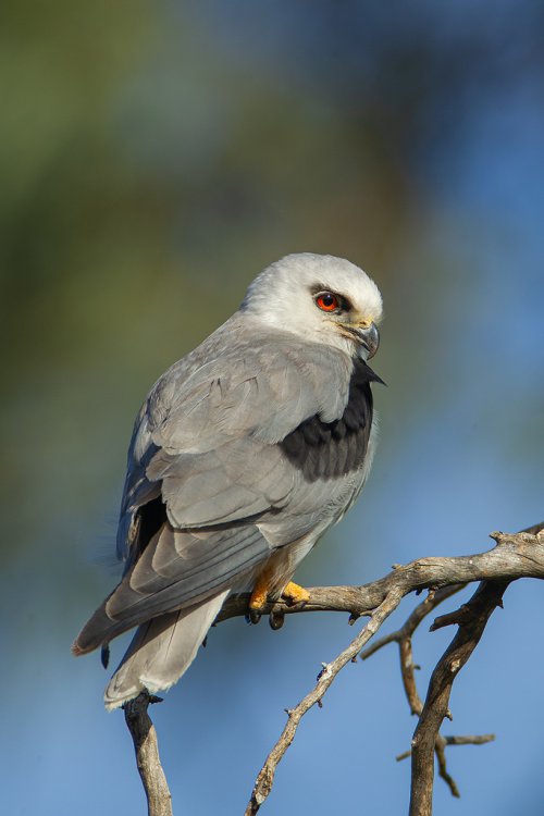 Raptors of the world