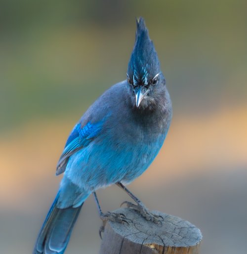 Steller's Jay