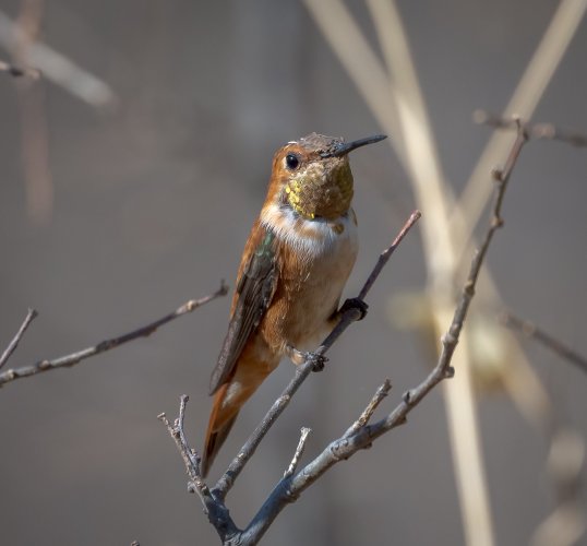 Southern Arizona Bird Carousel