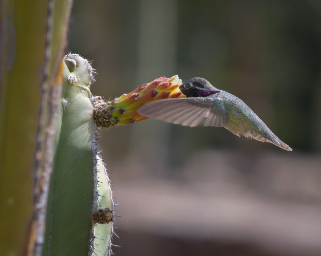 Southern Arizona Bird Carousel