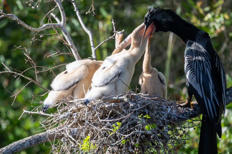 Dinner at the Anhinga home this evening