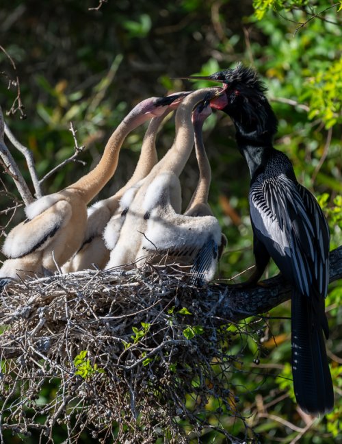 Dinner at the Anhinga home this evening