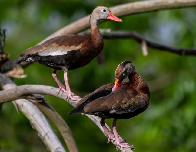 Black-bellied Whistling Ducks