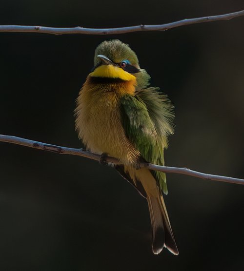 Little Bee Eater