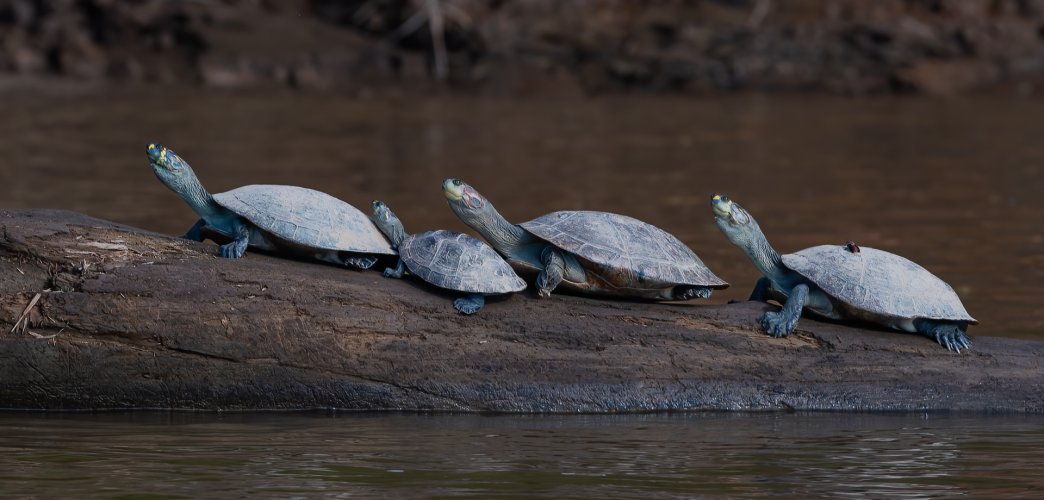 All in a row