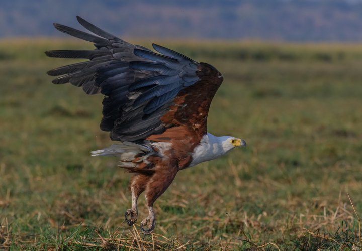 Soaring away