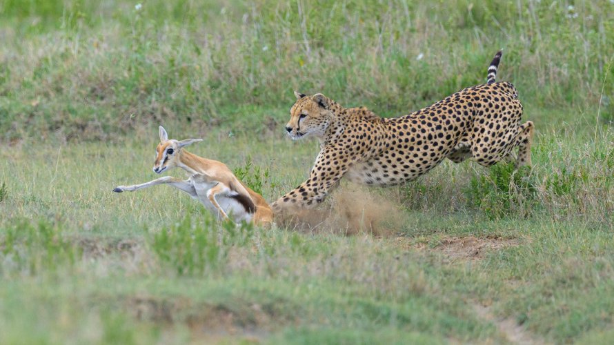 Cheetah Catch and Kill in Serengeti NP