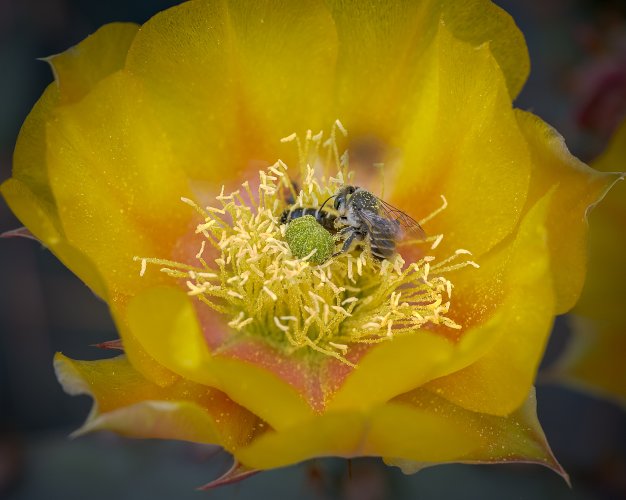 A very yellow PHX Botanical Garden
