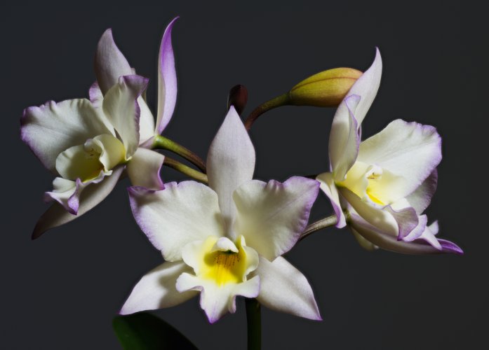 Focus shift flowers