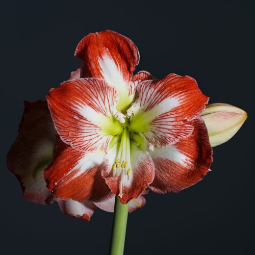 Focus shift flowers