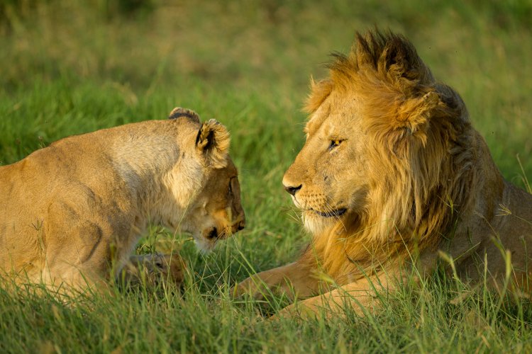 Love in the afternoon -- Lions in Serengeti