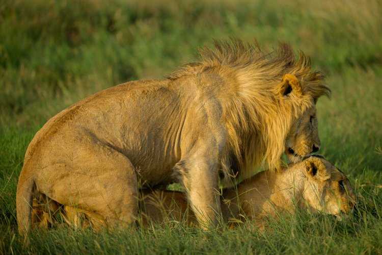 Love in the afternoon -- Lions in Serengeti