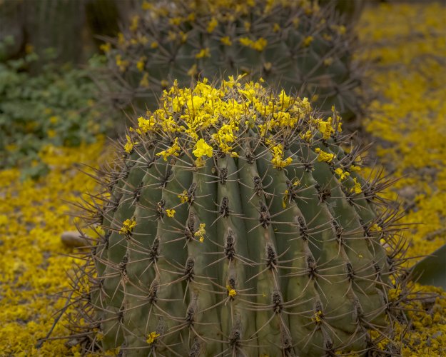 A very yellow PHX Botanical Garden