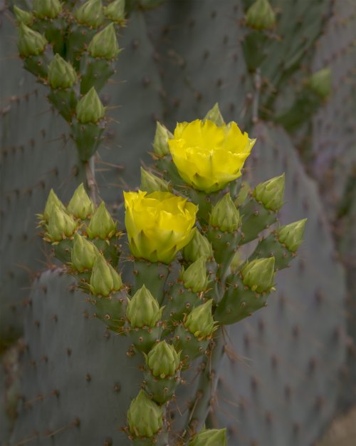 A very yellow PHX Botanical Garden