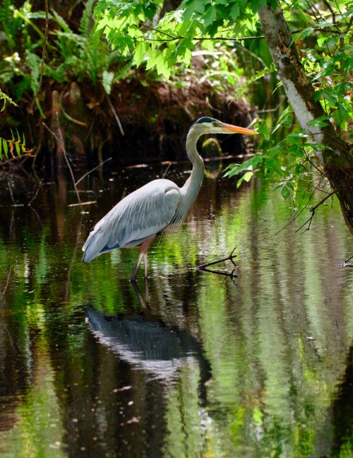 Assorted Herons