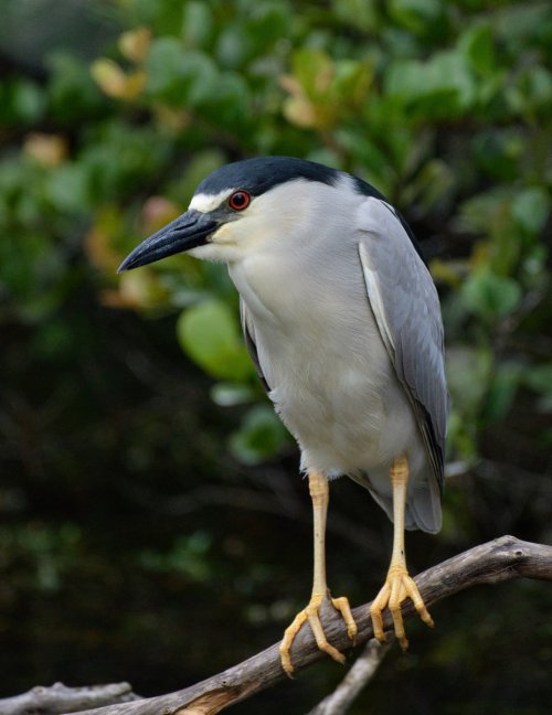 Assorted Herons