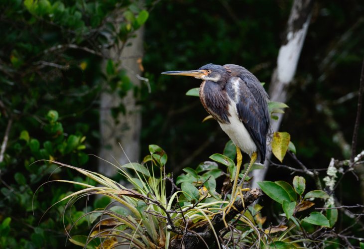 Assorted Herons