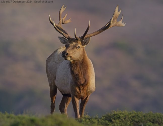 Tule Elk