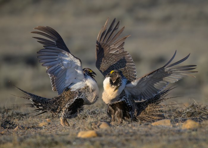 Spring rituals, Sage Grouse on the Lek