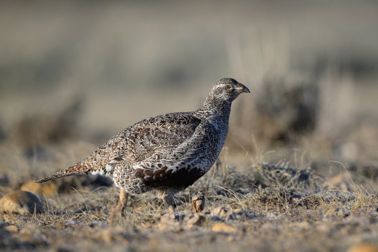 Spring rituals, Sage Grouse on the Lek