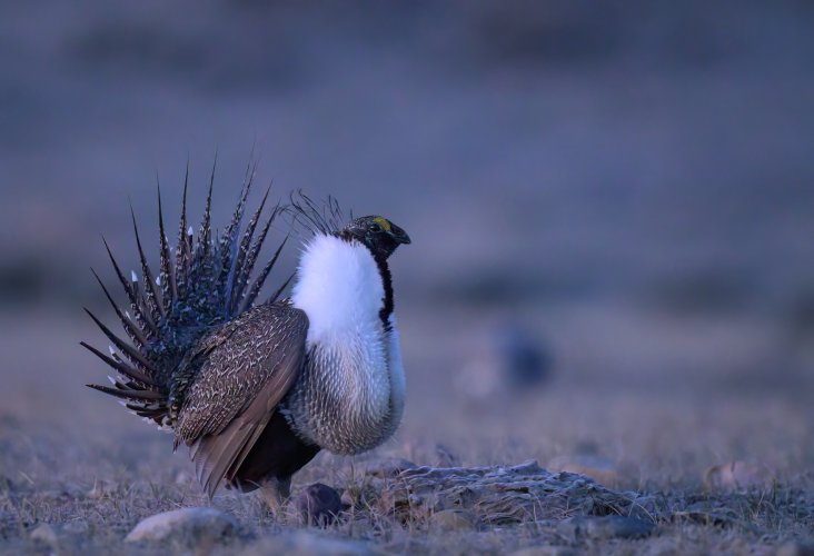 Spring rituals, Sage Grouse on the Lek