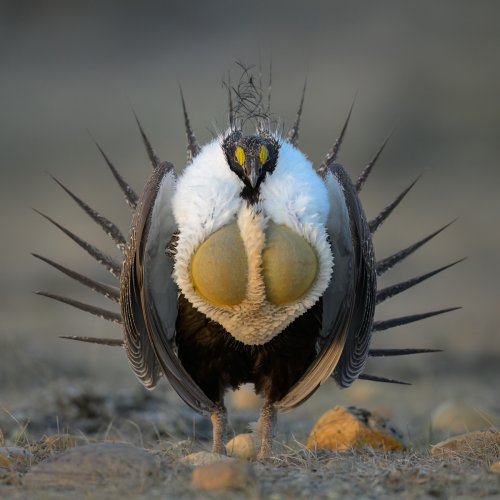Spring rituals, Sage Grouse on the Lek