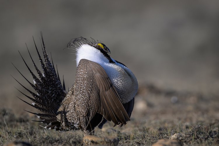 Spring rituals, Sage Grouse on the Lek