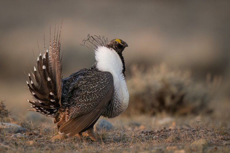 Spring rituals, Sage Grouse on the Lek