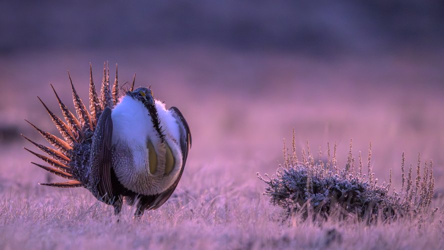 Spring rituals, Sage Grouse on the Lek