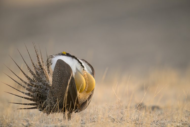Spring rituals, Sage Grouse on the Lek